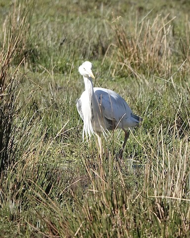 grey heron